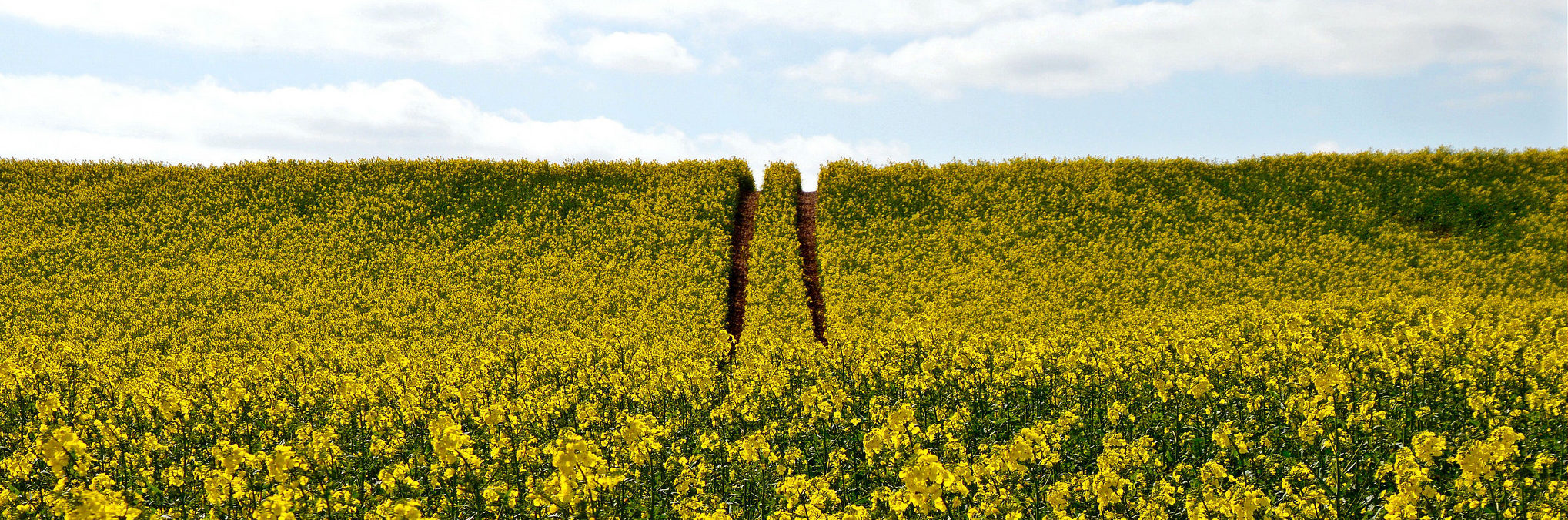 Making the most of our evidence, DEFRA Strategy. Photo cred - Ruth, tracks