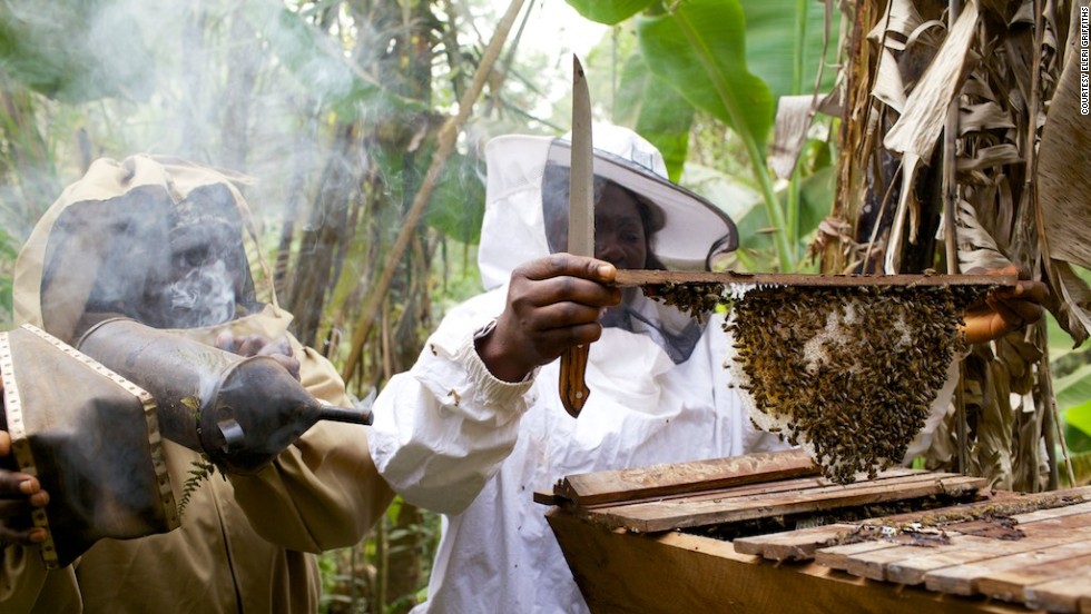 Cameroon beekeeping_credit - Eler Griffiths