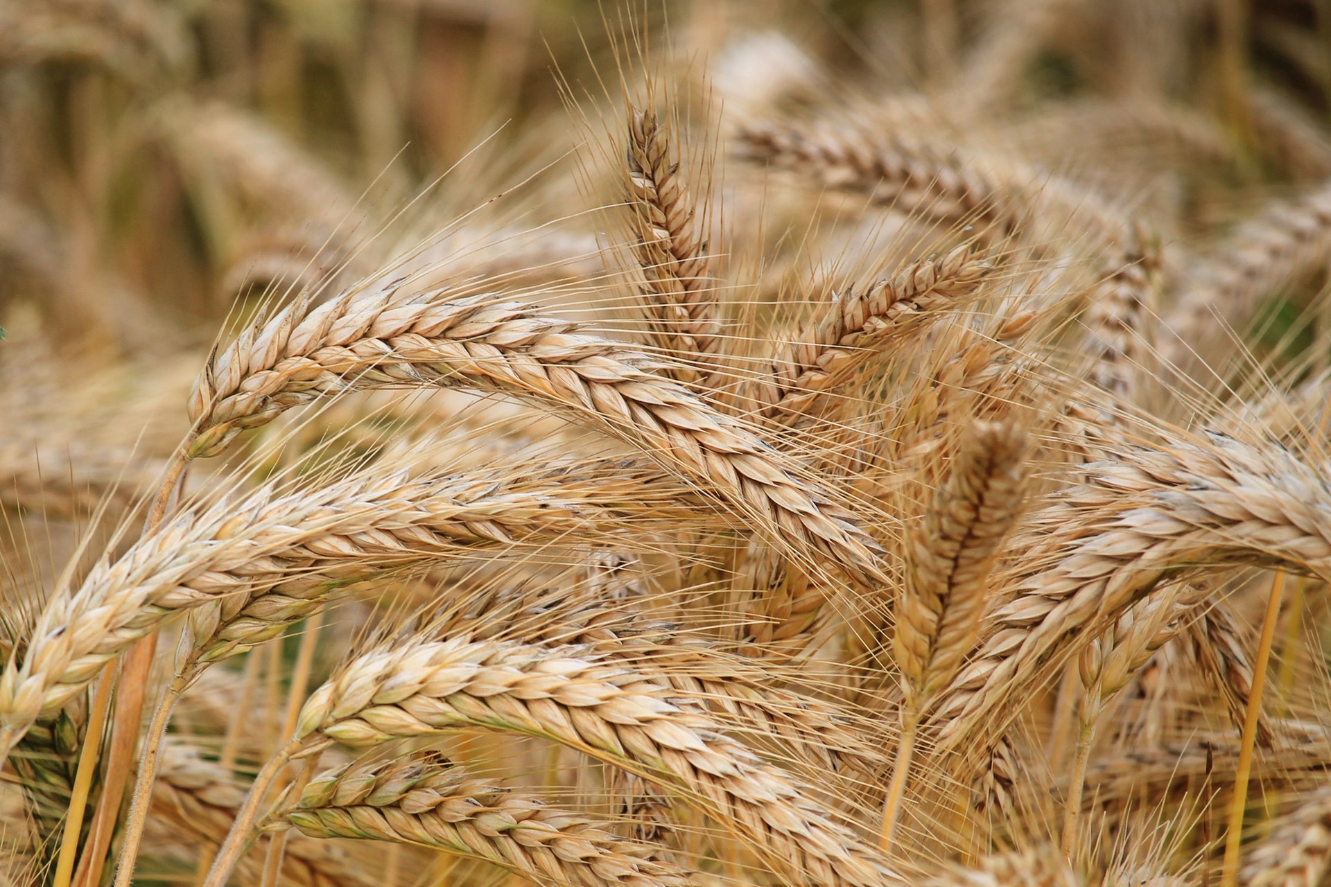 Wheat Yield Partnership funds eight projects. Pexels